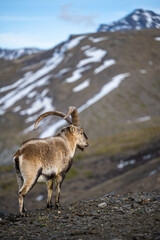 The Iberian ibex, also known as the Spanish ibex, Spanish wild goat and Iberian wild goat, Capra pyrenaica. Sierra Nevada mountain range, Spain.