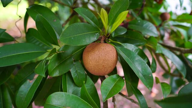 Isolated sapodilla fruit hanging on a tree