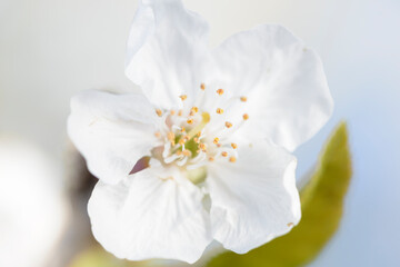 Naklejka na ściany i meble Blossoming Serenity: Capturing the Beauty of Cherry Blossoms