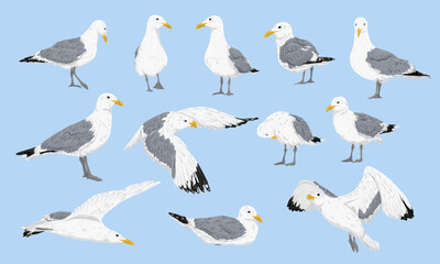 Seagull set. Sea gulls stand, fly and swim. Realistic vector bird
