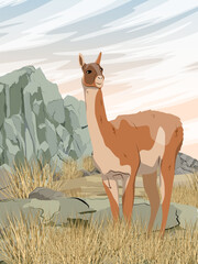 Lama guanaco walks through the desert highlands. Mountain with rocks, grass and bushes. Lama guanicoe. Realistic vector vertical landscape