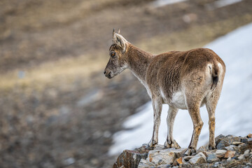 The Iberian ibex, also known as the Spanish ibex, Spanish wild goat and Iberian wild goat, Capra pyrenaica. Sierra Nevada mountain range, Spain.