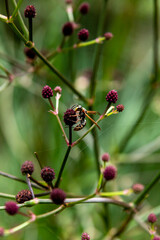 macro photography of wasp collecting pollen