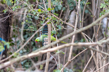Psittacula krameri sitting on bird feeder with fat balls