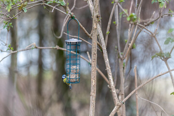Blue tit sitting on bird feeder with fat balls