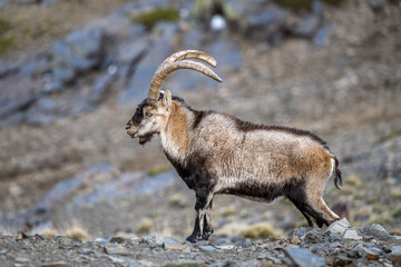 The Iberian ibex, also known as the Spanish ibex, Spanish wild goat and Iberian wild goat, Capra pyrenaica. Sierra Nevada mountain range, Spain.
