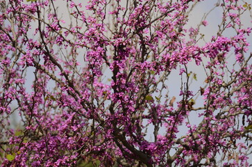 Cercis siliquastrum Judas tree branch. pink flowers