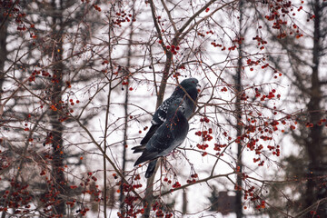 pigeons on apple tree branches eat berries in winter