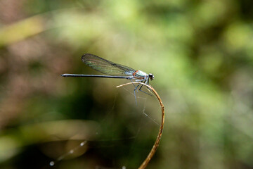 macro photography of dragonfly with the background out of focus