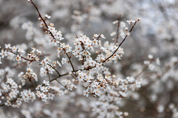 The beautiful spring view with the colorful flowers blooming in the wild field in spring