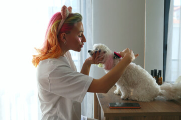 Young woman with multicolored hair hair and under eye patches brushing her maltese dog at home....