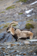 The Iberian ibex, also known as the Spanish ibex, Spanish wild goat and Iberian wild goat, Capra pyrenaica. Sierra Nevada mountain range, Spain.