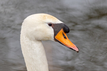 Elegant swan floating on water