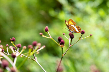 macro photography of butterfly with background out of focus