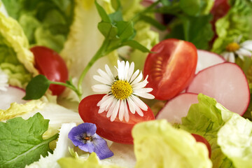 Vegetable salad with chickweed, common daisy and other wild edible plants