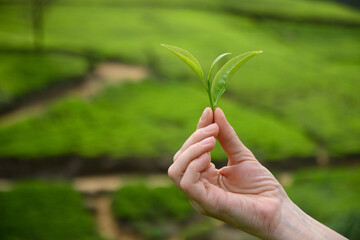 Fresh green tea leaf in female hand in front of tea plantation. Top of green tea leaves ready for harvest. Close up.