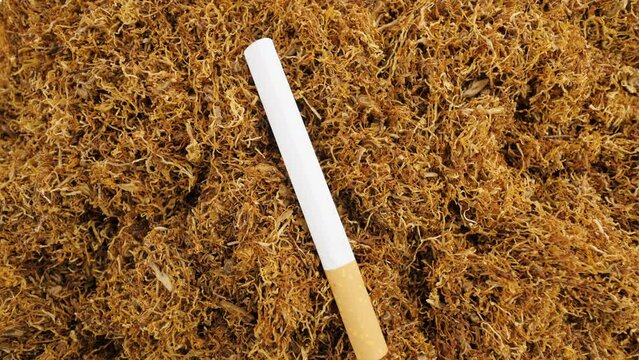 Tobacco and cigarette. Chopped leaves of authentic smoking tobacco. View from above