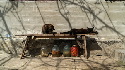 Two cats are sitting on a wooden bench near the wall. Rural photo of cats.