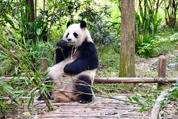 Obraz premium Giant Panda sitting down and eating bamboo. 