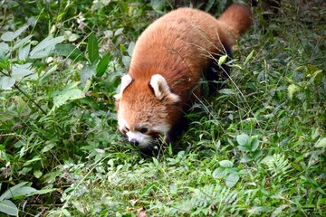 A Red Panda playing in the trees. Chengdu, China, November 2018. 