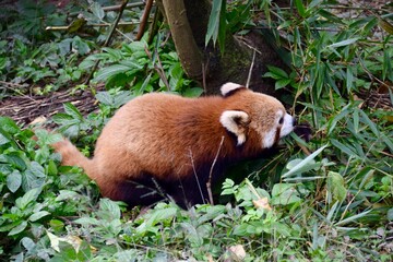 A Red Panda playing in the trees. Chengdu, China, November 2018. 