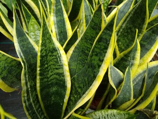Sansevieria trifasciata 'Futura Superba'