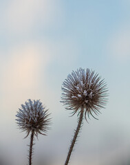 Closeup or macro of a frozen flower or plant