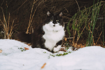 The cat walks in the forest in late autumn