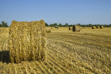 Harvested wheat field with large round bales of straw in summer. Farmland with blue sky. Copy space. Close-up. Selective focus.