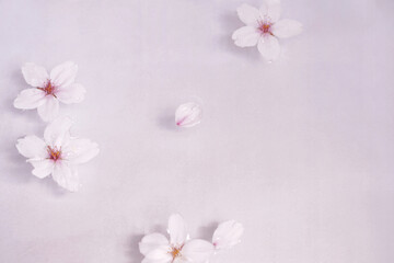 Fototapeta na wymiar 水面に桜の花
