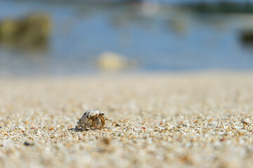沖縄のビーチのヤドカリ
