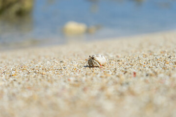 沖縄のビーチのヤドカリ