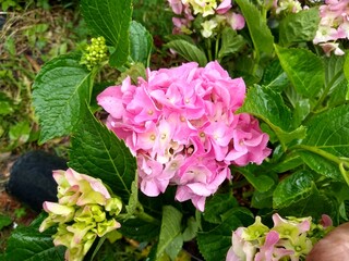 Hydrangea macrophylla 'Pink Ball'