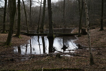 Wald nach dem Regen