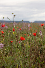 nature, live, emotion, animals, heartfelt