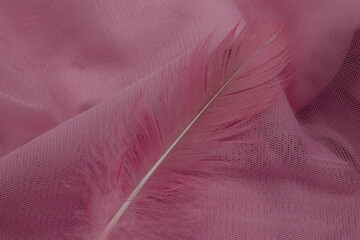 close up of pink feather