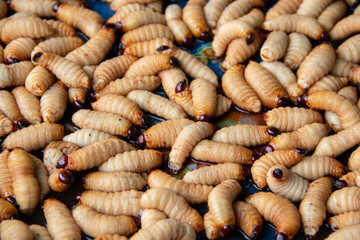 Lots of beetle larvae on the ground. prepared for cooking	