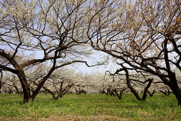 箕郷梅林の梅祭り