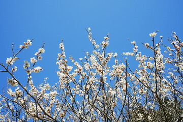 Pink Plum Blossom on blue sky background , Landscape of Early Spring, in Tsukigase, Nara, Japan - 日本 奈良県 月ヶ瀬 梅林 ピンク 梅の花