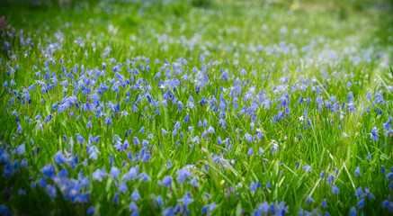 Fototapeta premium Wiese mit Blausternen