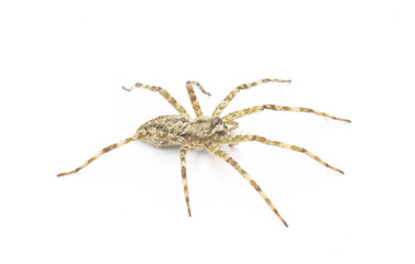 White Banded Fishing - Dolomedes albineus - side top profile view  isolated on white background.  one of eight species of fishing spider in North America north of Mexico