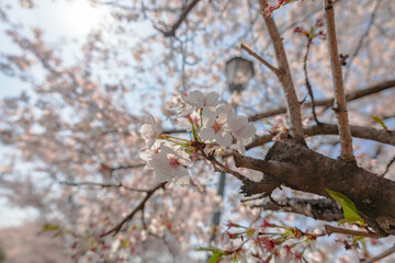 桜　波志江沼