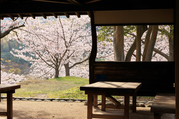 桜とベンチ