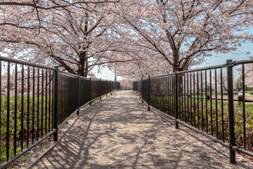 Fototapeta premium 桜 波志江沼