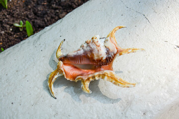 tropical sea shell only to see not to get