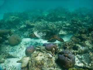 Obraz na płótnie Canvas sea turtle in maldivian sea