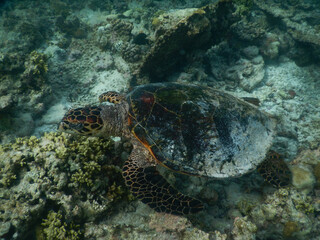 Naklejka na ściany i meble sea turtle in maldivian sea