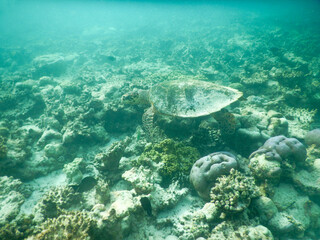sea turtle in maldivian sea