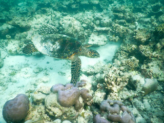 Fototapeta premium sea turtle in maldivian sea
