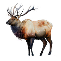Elk illustration watercolor with transparent background. Generative AI